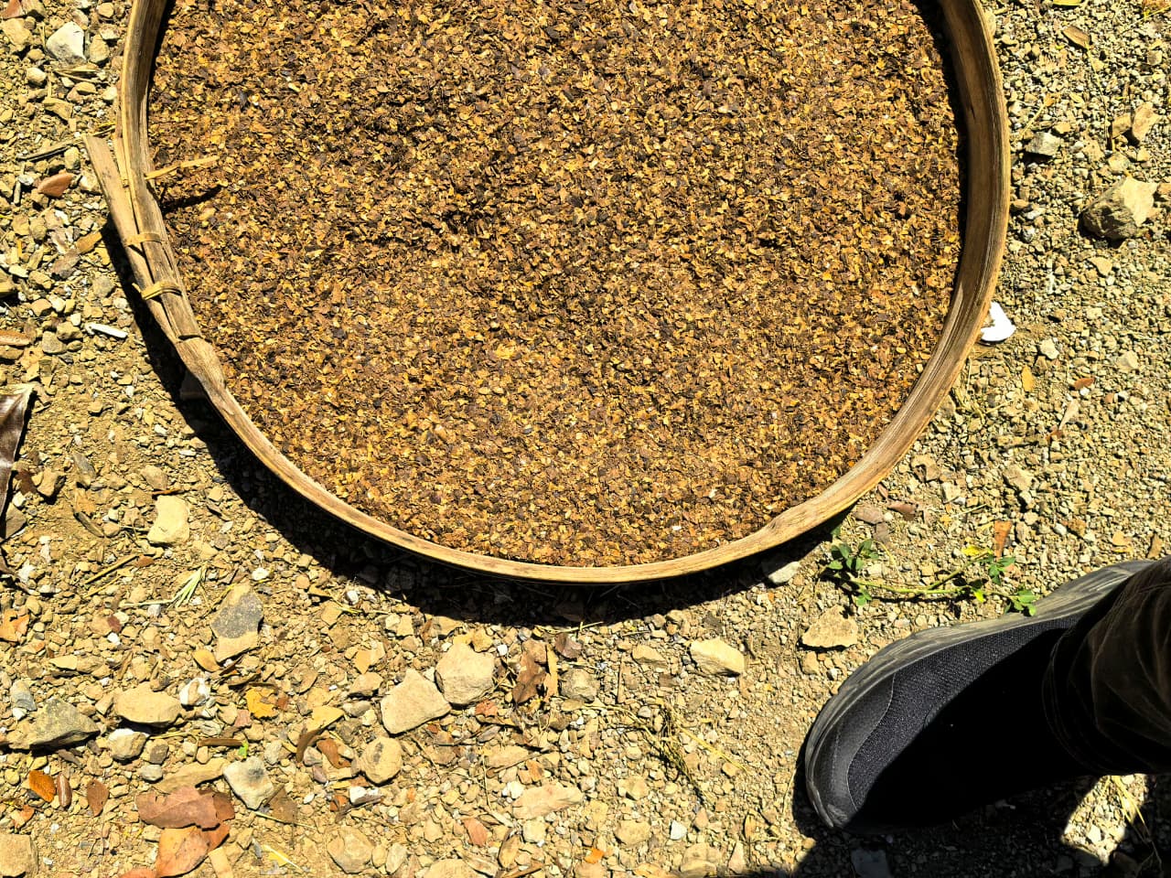 Bahan baku kulit kopi di ayakan
