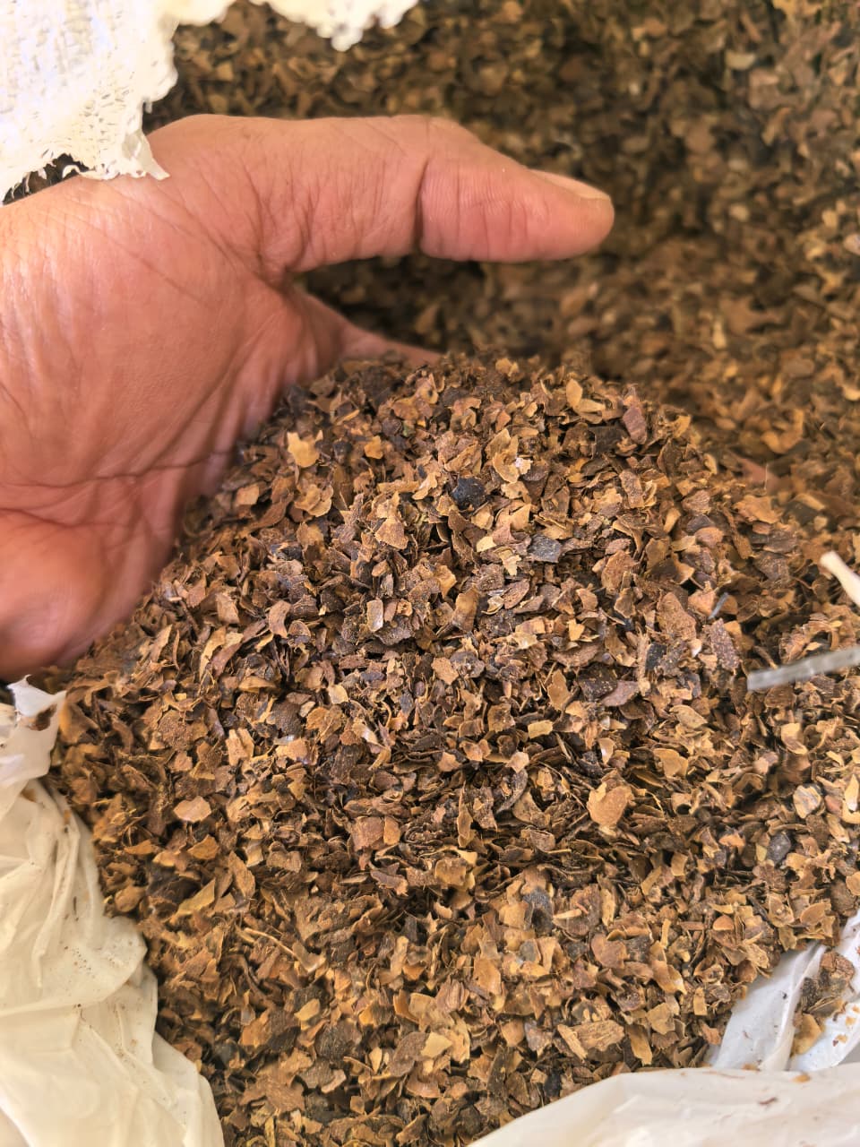 Kulit kopi cascara kering siap ekstraksi pewarna