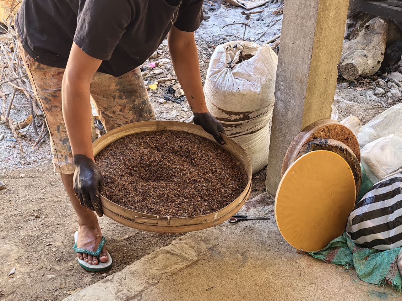 Proses pengayakan bahan baku kulit kopi