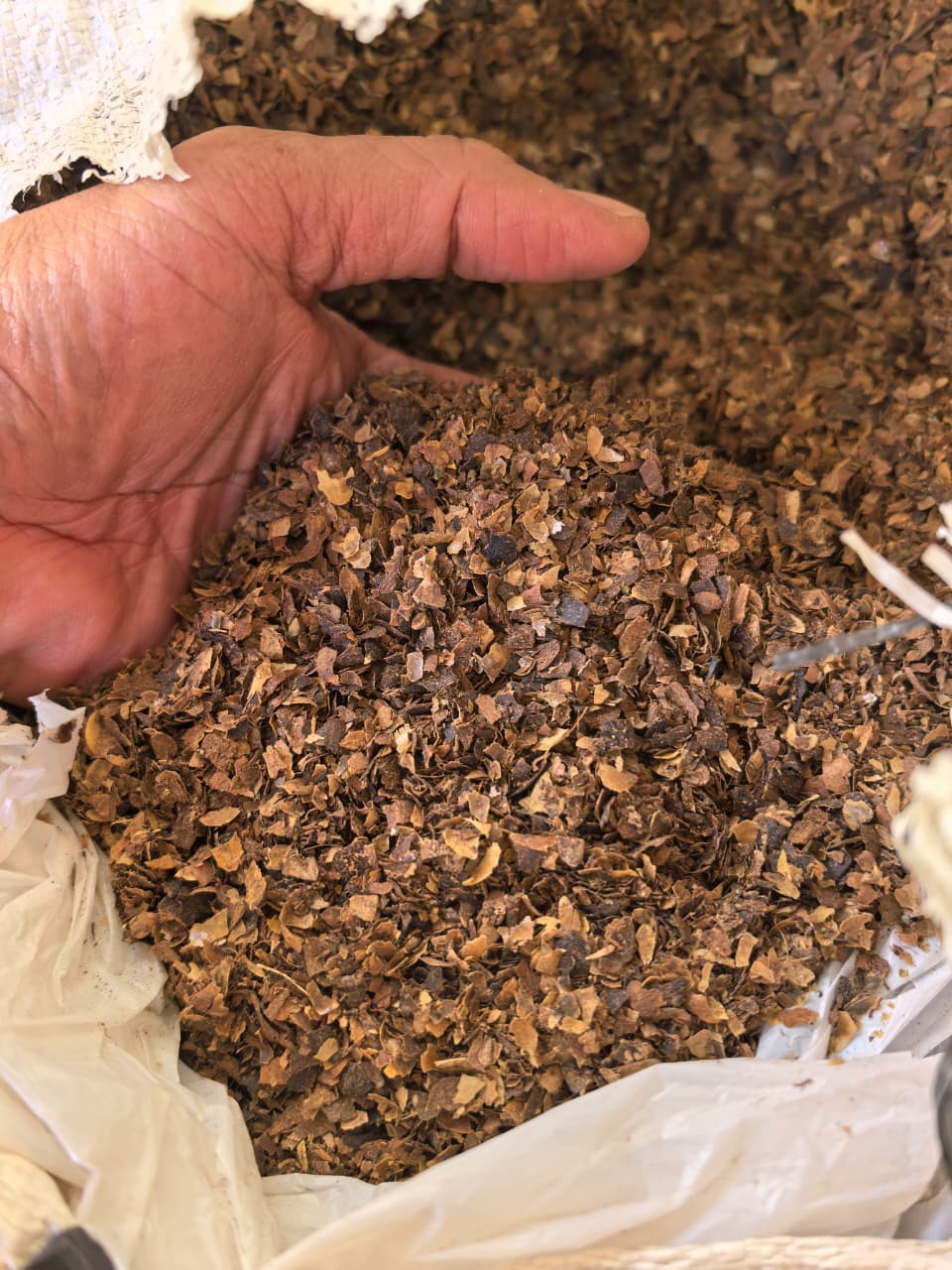 Kulit kopi cascara kering siap ekstraksi pewarna